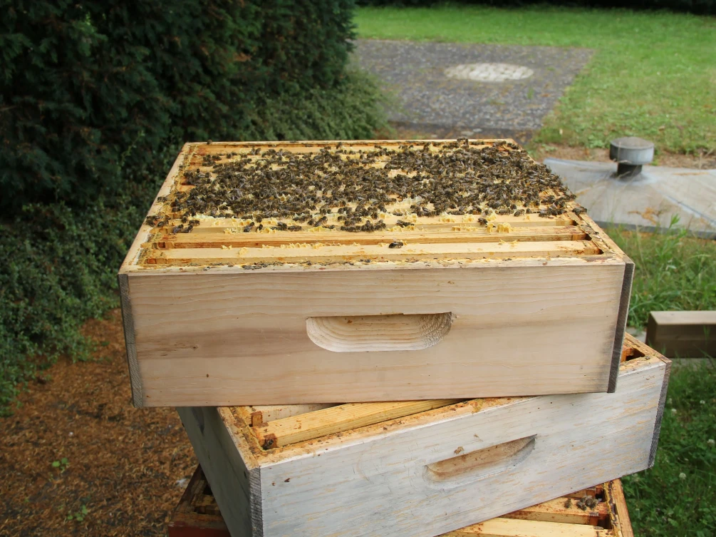 Gestapelte Kästen des Bienenstocks auf dem Neusser Campus mit Bienen darauf.