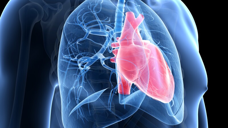 An illustration of the lungs and heart