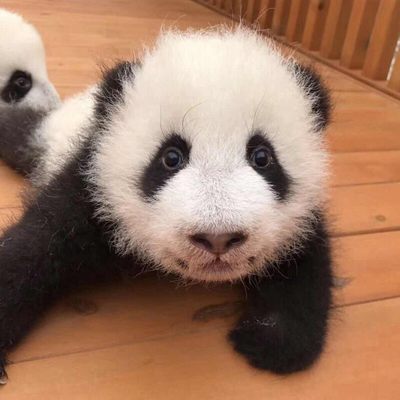 Johnson Panda Q&A With a Johnson & Johnson Giant Panda